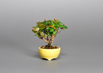 チリメンカズラ-V1（縮緬葛盆栽）Chirimen kazura bonsai・プチ盆栽のベストコレクション・Best Collection of Petit Bonsai