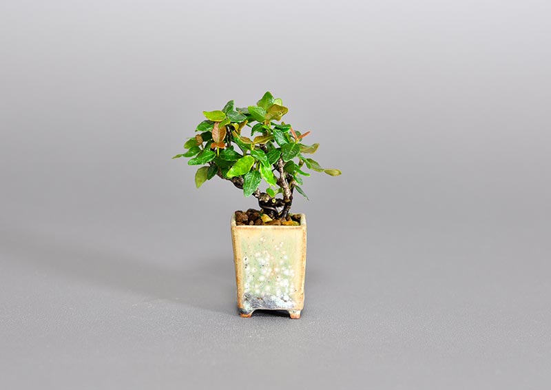 チリメンカズラ-W1（ちりめんかずら・縮緬葛）雑木盆栽の販売と育て方・作り方・Chirimen kazura bonsai