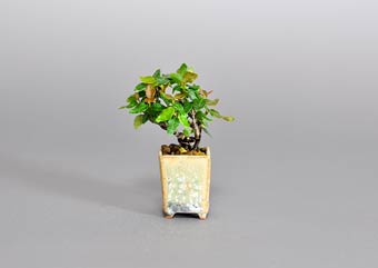 チリメンカズラ-W1（ちりめんかずら・縮緬葛）盆栽の樹作りの参考樹形・Chirimen kazura Best bonsai