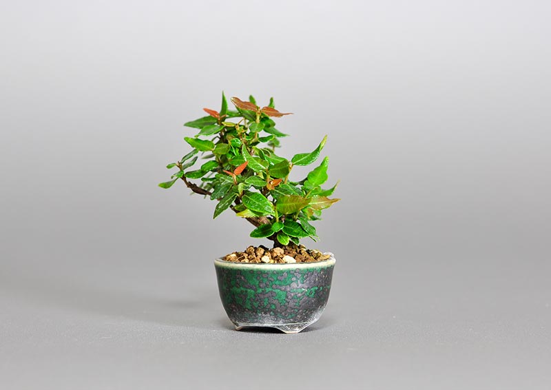 チリメンカズラ-X1（ちりめんかずら・縮緬葛）雑木盆栽を右側から見た景色・Chirimen kazura bonsai photo