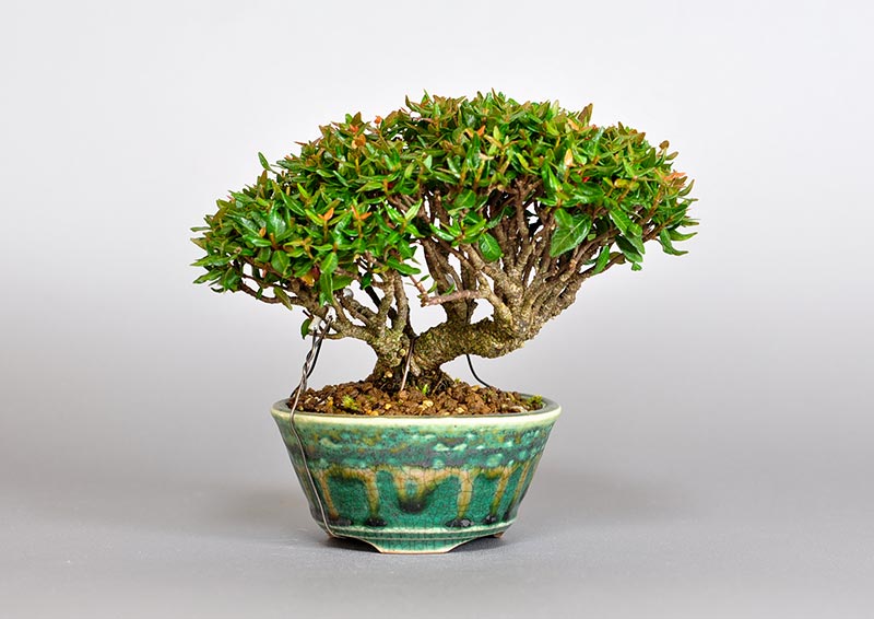 チリメンカズラ-Y1（ちりめんかずら・縮緬葛）雑木盆栽の販売と育て方・作り方・Chirimen kazura bonsai photo