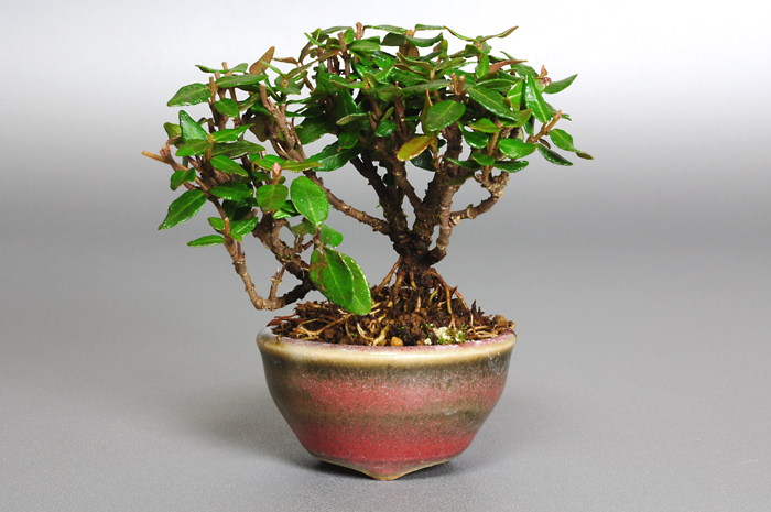 チリメンカズラZ-1（ちりめんかずら・縮緬葛）雑木盆栽の販売と育て方・作り方・Chirimen kazura bonsai