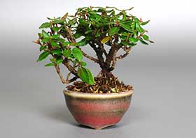 チリメンカズラZ（ちりめんかずら・縮緬葛）雑木盆栽の成長記録-1・Chirimen kazura bonsai