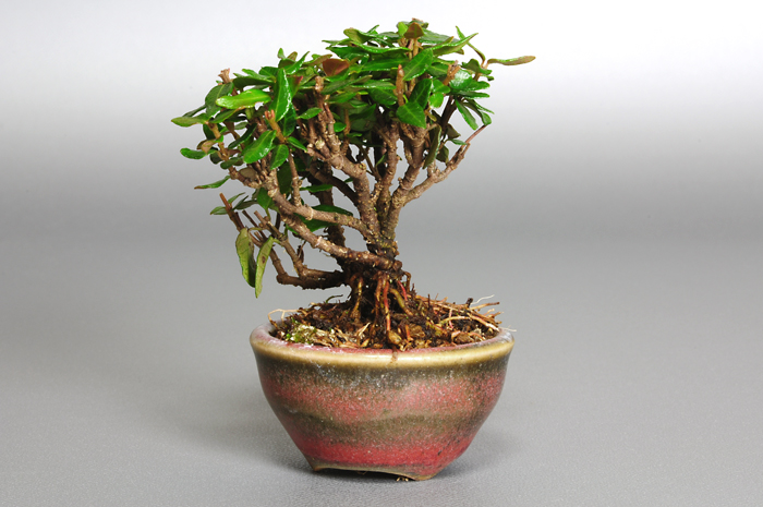 チリメンカズラZ-1（ちりめんかずら・縮緬葛）雑木盆栽を右側から見た景色・Chirimen kazura bonsai