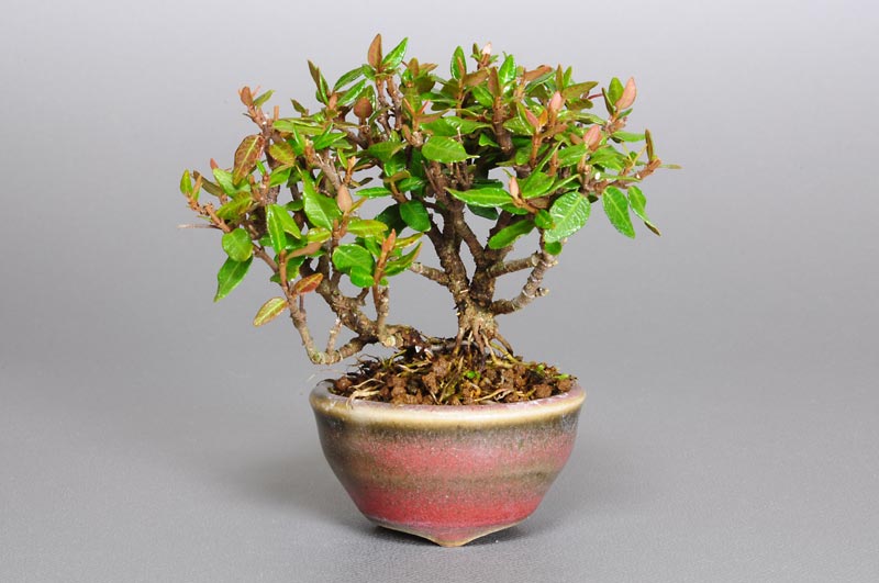 チリメンカズラZ（ちりめんかずら・縮緬葛）雑木盆栽の販売と育て方・作り方・Chirimen kazura bonsai