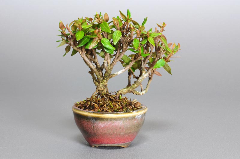 チリメンカズラZ（ちりめんかずら・縮緬葛）雑木盆栽を裏側から見た景色・Chirimen kazura bonsai