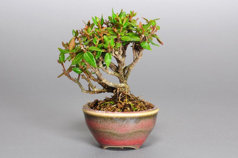 チリメンカズラZ（ちりめんかずら・縮緬葛）雑木盆栽を右側から見た景色・Chirimen kazura bonsai