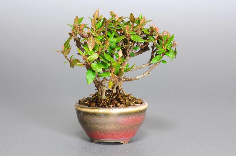 チリメンカズラZ（ちりめんかずら・縮緬葛）雑木盆栽を左側から見た景色・Chirimen kazura bonsai