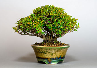 チリメンカズラ-Z1（ちりめんかずら・縮緬葛）盆栽の樹作りの参考樹形・Chirimen kazura Best bonsai