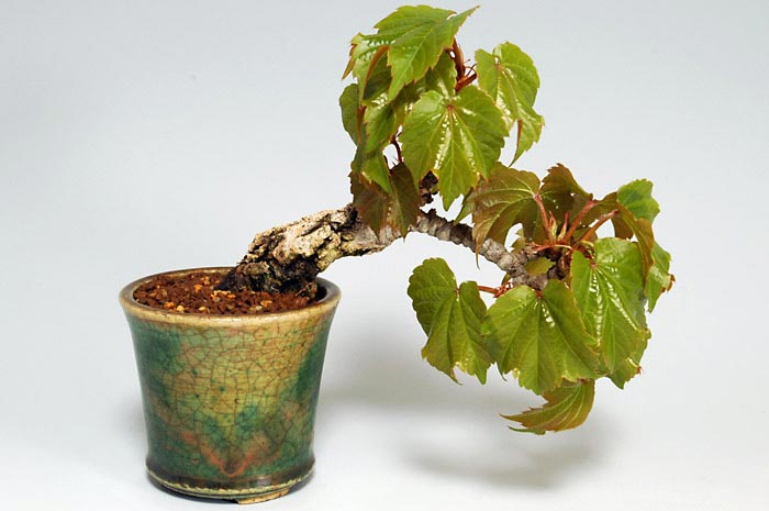 ツタ-A（つた・蔦）雑木盆栽の販売と育て方・作り方・Parthenocissus tricuspidata bonsai