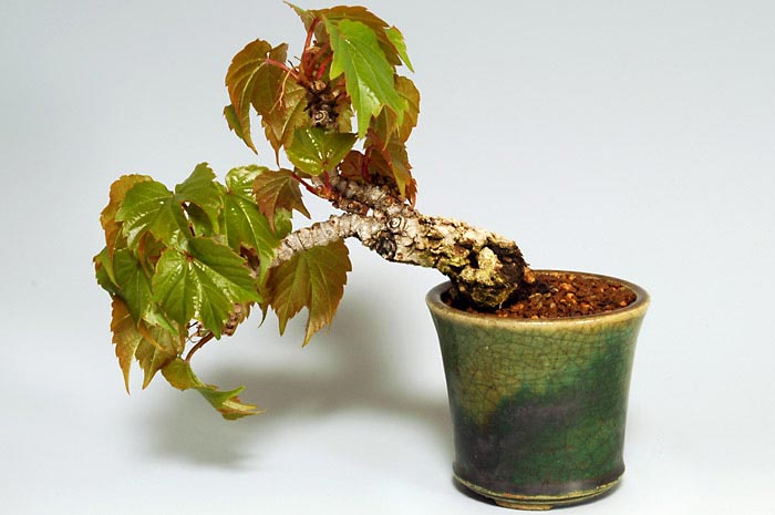 ツタ-A（つた・蔦）雑木盆栽を裏側から見た景色・Parthenocissus tricuspidata bonsai