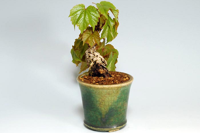 ツタ-A（つた・蔦）雑木盆栽を右側から見た景色・Parthenocissus tricuspidata bonsai