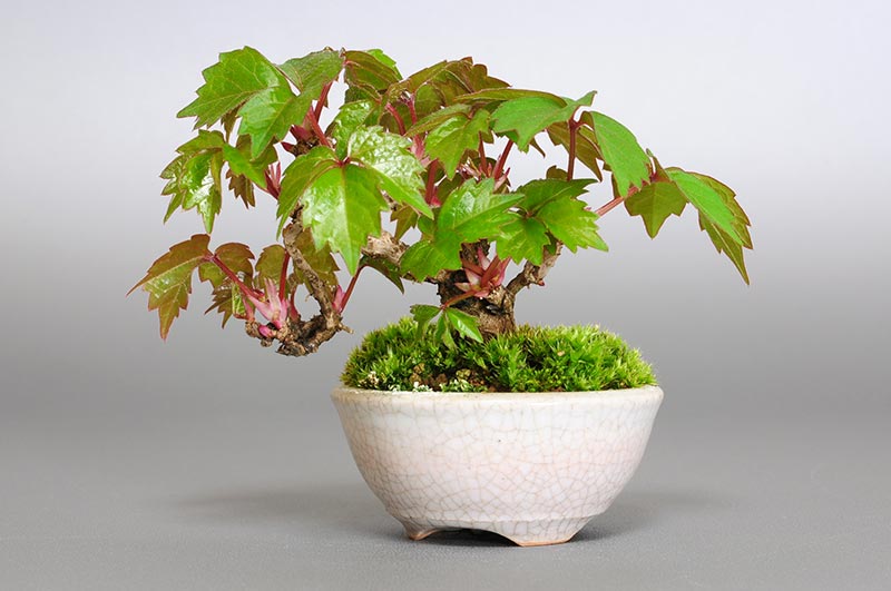 ツタB（つた・蔦）雑木盆栽の販売と育て方・作り方・Parthenocissus tricuspidata bonsai