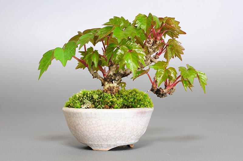 ツタB（つた・蔦）雑木盆栽を裏側から見た景色・Parthenocissus tricuspidata bonsai