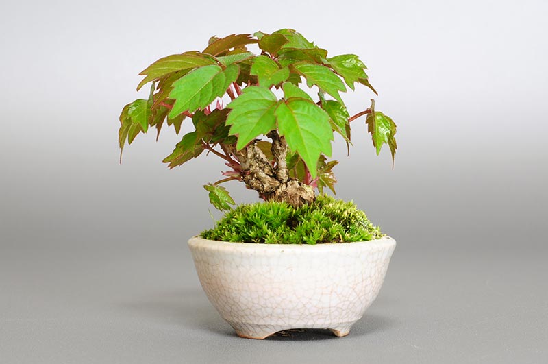 ツタB（つた・蔦）雑木盆栽を右側から見た景色・Parthenocissus tricuspidata bonsai