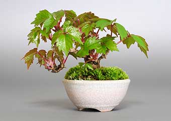 ツタ-B（つた・蔦）盆栽の樹作りの参考樹形・Parthenocissus tricuspidata Best bonsai