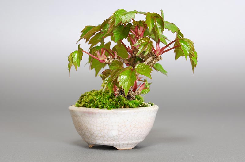 ツタB（つた・蔦）雑木盆栽を左側から見た景色・Parthenocissus tricuspidata bonsai