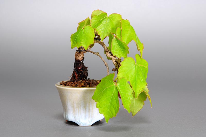 ツタC（つた・蔦）雑木盆栽の販売と育て方・作り方・Parthenocissus tricuspidata bonsai