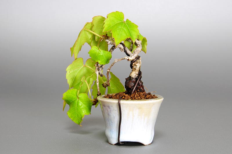 ツタC（つた・蔦）雑木盆栽を裏側から見た景色・Parthenocissus tricuspidata bonsai