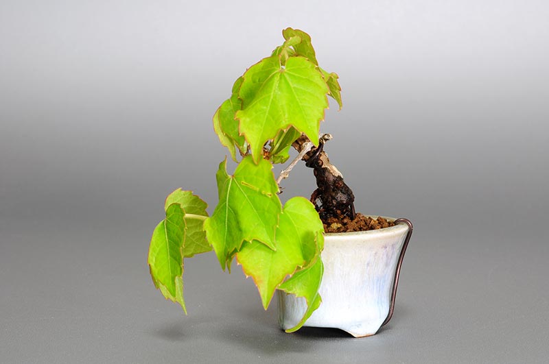 ツタC（つた・蔦）雑木盆栽を右側から見た景色・Parthenocissus tricuspidata bonsai