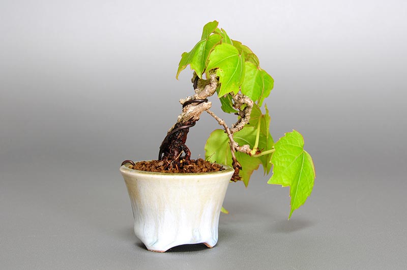 ツタC（つた・蔦）雑木盆栽を左側から見た景色・Parthenocissus tricuspidata bonsai