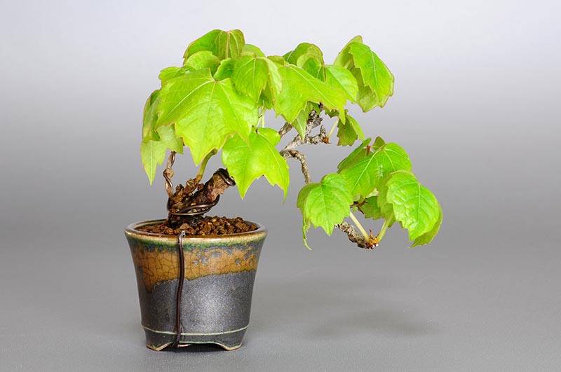 ツタ-E（つた・蔦）雑木盆栽を裏側から見た景色・Parthenocissus tricuspidata bonsai