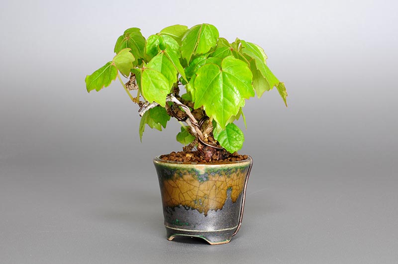 ツタ-E（つた・蔦）雑木盆栽を右側から見た景色・Parthenocissus tricuspidata bonsai