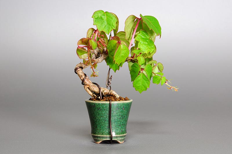 ツタF（つた・蔦）雑木盆栽を裏側から見た景色・Parthenocissus tricuspidata bonsai