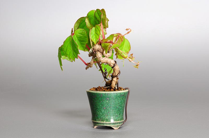 ツタF（つた・蔦）雑木盆栽を右側から見た景色・Parthenocissus tricuspidata bonsai