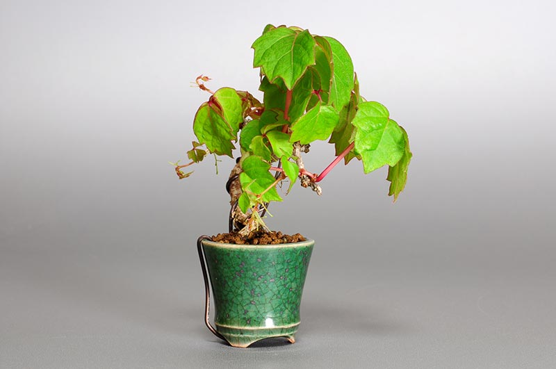 ツタF（つた・蔦）雑木盆栽を左側から見た景色・Parthenocissus tricuspidata bonsai