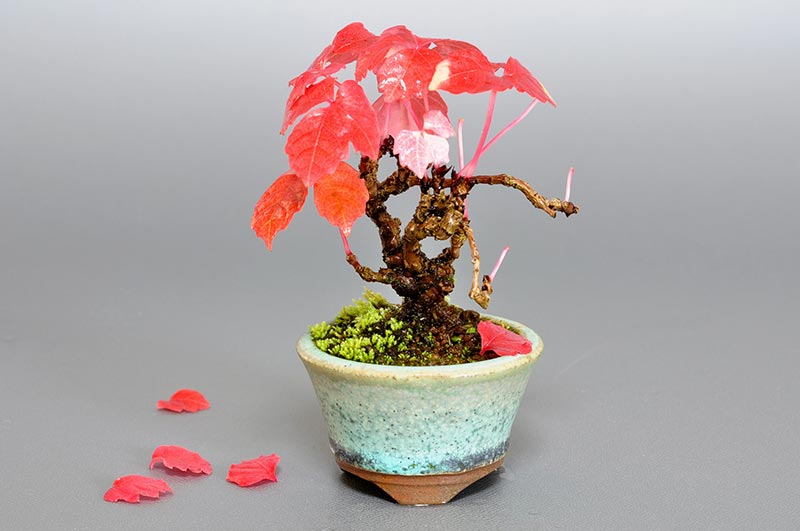 ツタG（つた・蔦）雑木盆栽の販売と育て方・作り方・Parthenocissus tricuspidata bonsai
