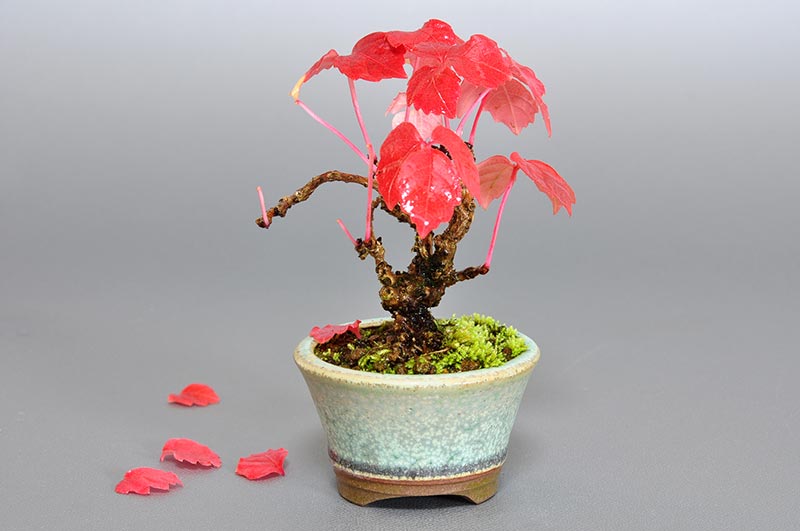 ツタG（つた・蔦）雑木盆栽を裏側から見た景色・Parthenocissus tricuspidata bonsai