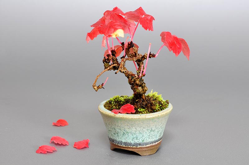 ツタG（つた・蔦）雑木盆栽を右側から見た景色・Parthenocissus tricuspidata bonsai