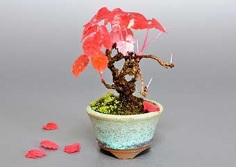 ツタ-G（つた・蔦）盆栽の樹作りの参考樹形・Parthenocissus tricuspidata Best bonsai