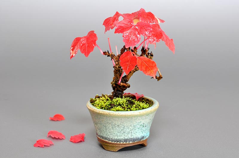 ツタG（つた・蔦）雑木盆栽を左側から見た景色・Parthenocissus tricuspidata bonsai