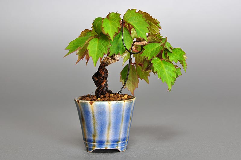 ツタH（つた・蔦）雑木盆栽を裏側から見た景色・Parthenocissus tricuspidata bonsai