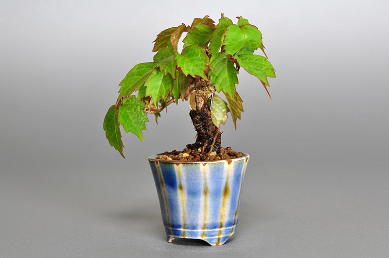 ツタH（つた・蔦）雑木盆栽を右側から見た景色・Parthenocissus tricuspidata bonsai