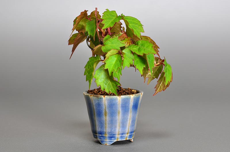 ツタH（つた・蔦）雑木盆栽を左側から見た景色・Parthenocissus tricuspidata bonsai