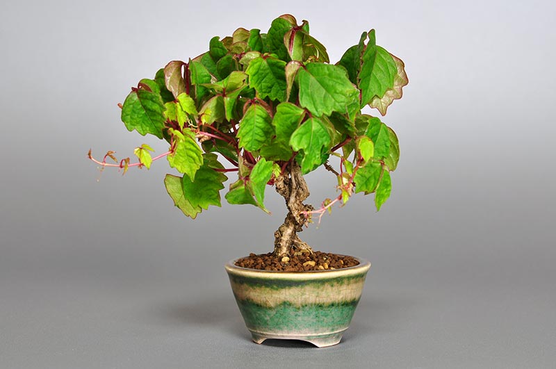 ツタI（つた・蔦）雑木盆栽の販売と育て方・作り方・Parthenocissus tricuspidata bonsai