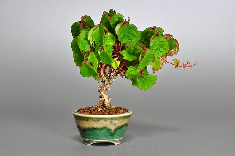 ツタI（つた・蔦）雑木盆栽を裏側から見た景色・Parthenocissus tricuspidata bonsai