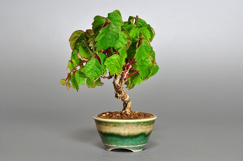 ツタI（つた・蔦）雑木盆栽を右側から見た景色・Parthenocissus tricuspidata bonsai