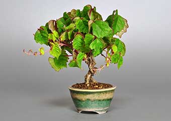 ツタ-I（つた・蔦）盆栽の樹作りの参考樹形・Parthenocissus tricuspidata Best bonsai