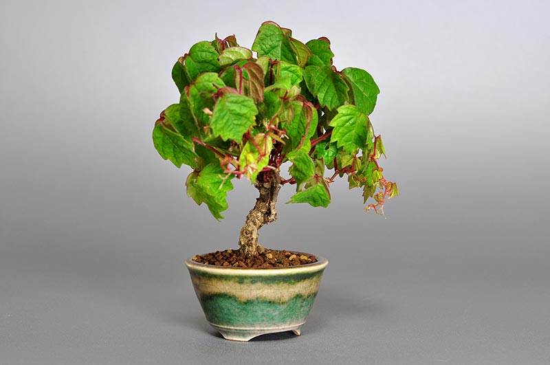 ツタI（つた・蔦）雑木盆栽を左側から見た景色・Parthenocissus tricuspidata bonsai