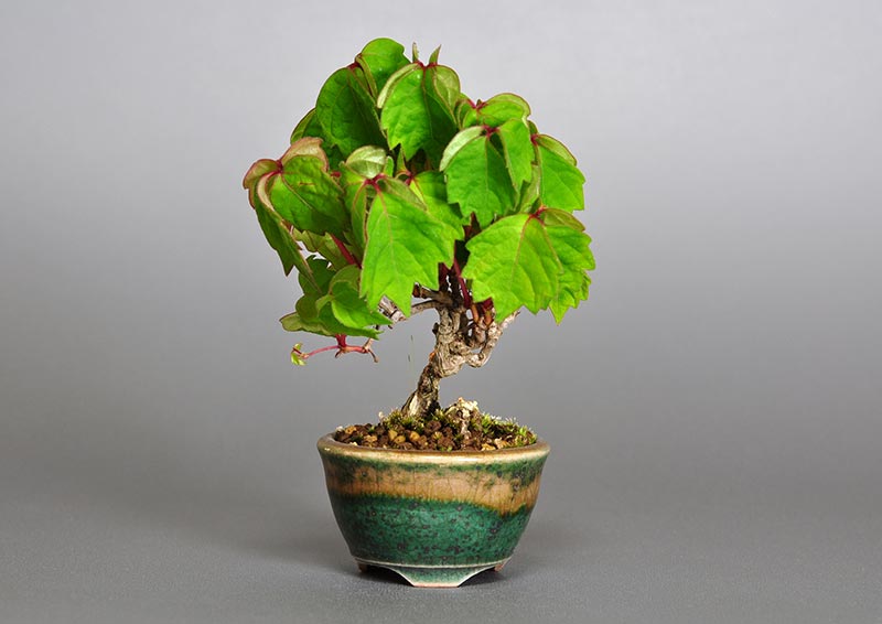 ツタJ（つた・蔦）雑木盆栽の販売と育て方・作り方・Parthenocissus tricuspidata bonsai