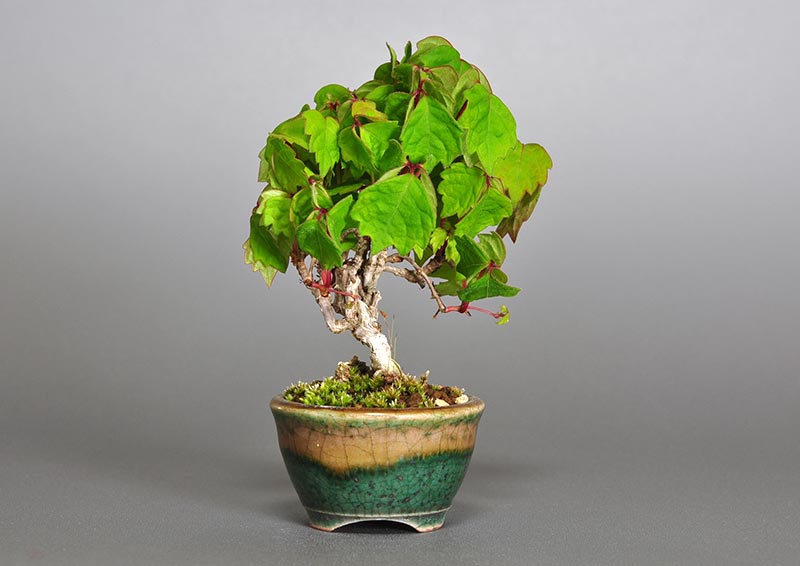 ツタJ（つた・蔦）雑木盆栽を裏側から見た景色・Parthenocissus tricuspidata bonsai