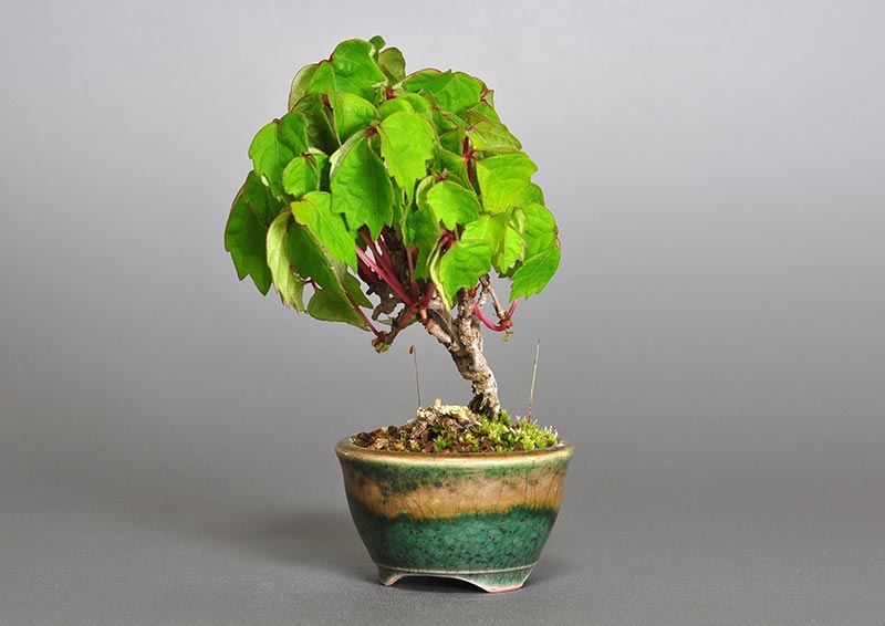 ツタJ（つた・蔦）雑木盆栽を右側から見た景色・Parthenocissus tricuspidata bonsai