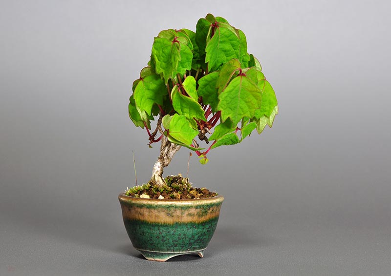 ツタJ（つた・蔦）雑木盆栽を左側から見た景色・Parthenocissus tricuspidata bonsai