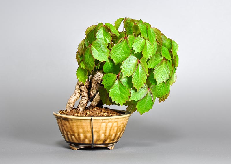 ツタK（つた・蔦）雑木盆栽を裏側から見た景色・Parthenocissus tricuspidata bonsai photo