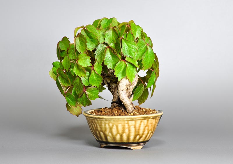 ツタK（つた・蔦）雑木盆栽を右側から見た景色・Parthenocissus tricuspidata bonsai photo