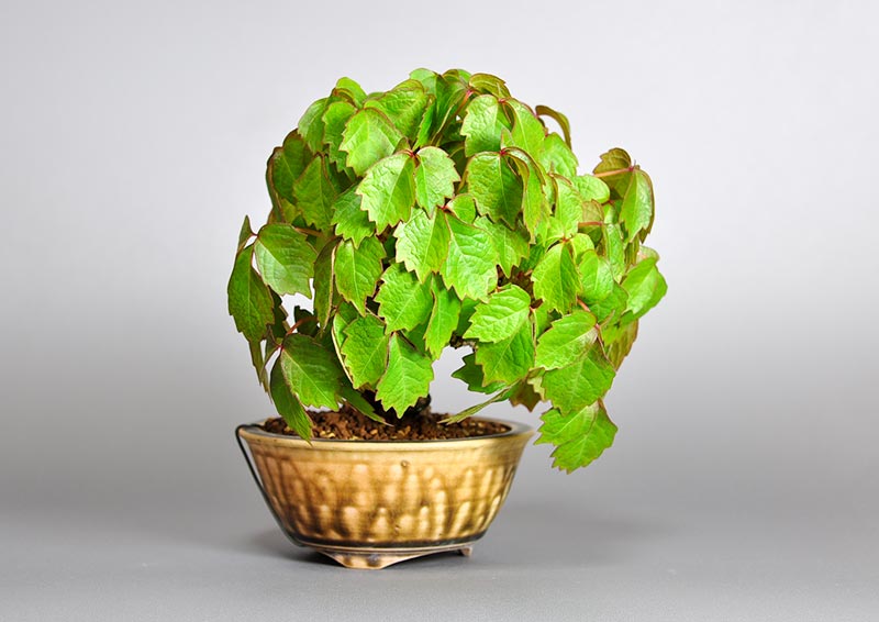 ツタK（つた・蔦）雑木盆栽を左側から見た景色・Parthenocissus tricuspidata bonsai photo